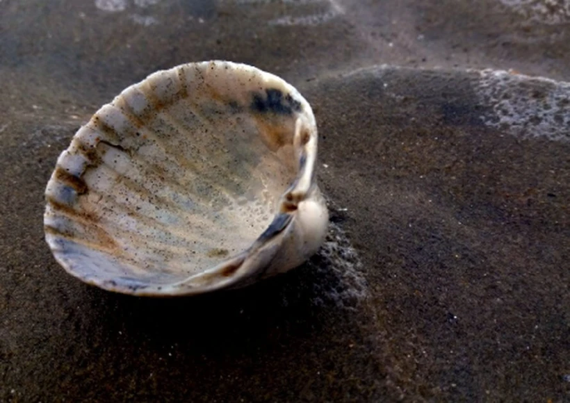 sea shell on Murlough Bay