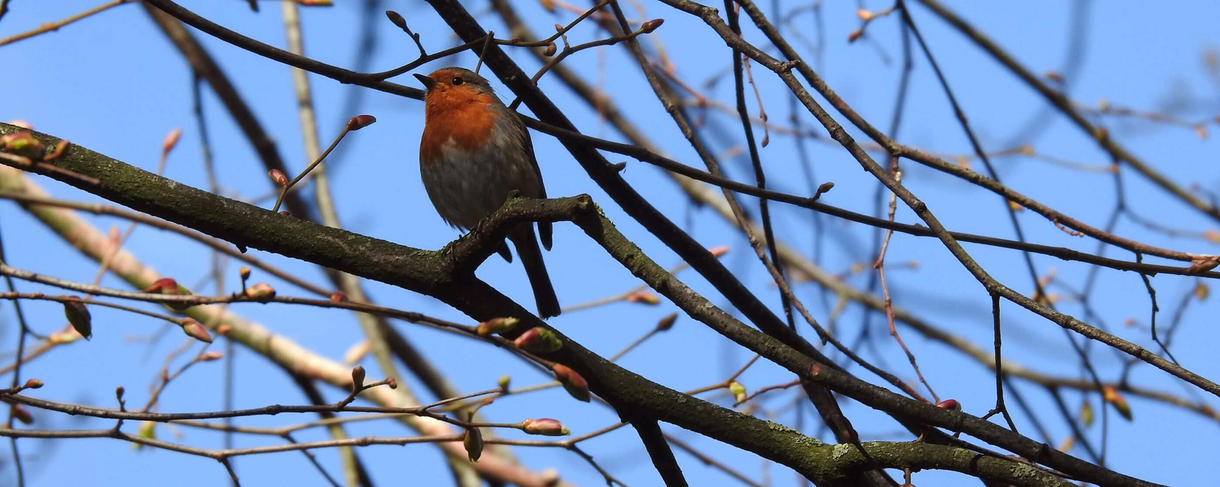 Bird on a branch